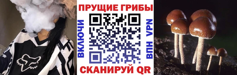 Псилоцибиновые грибы мицелий  цена   Нариманов 